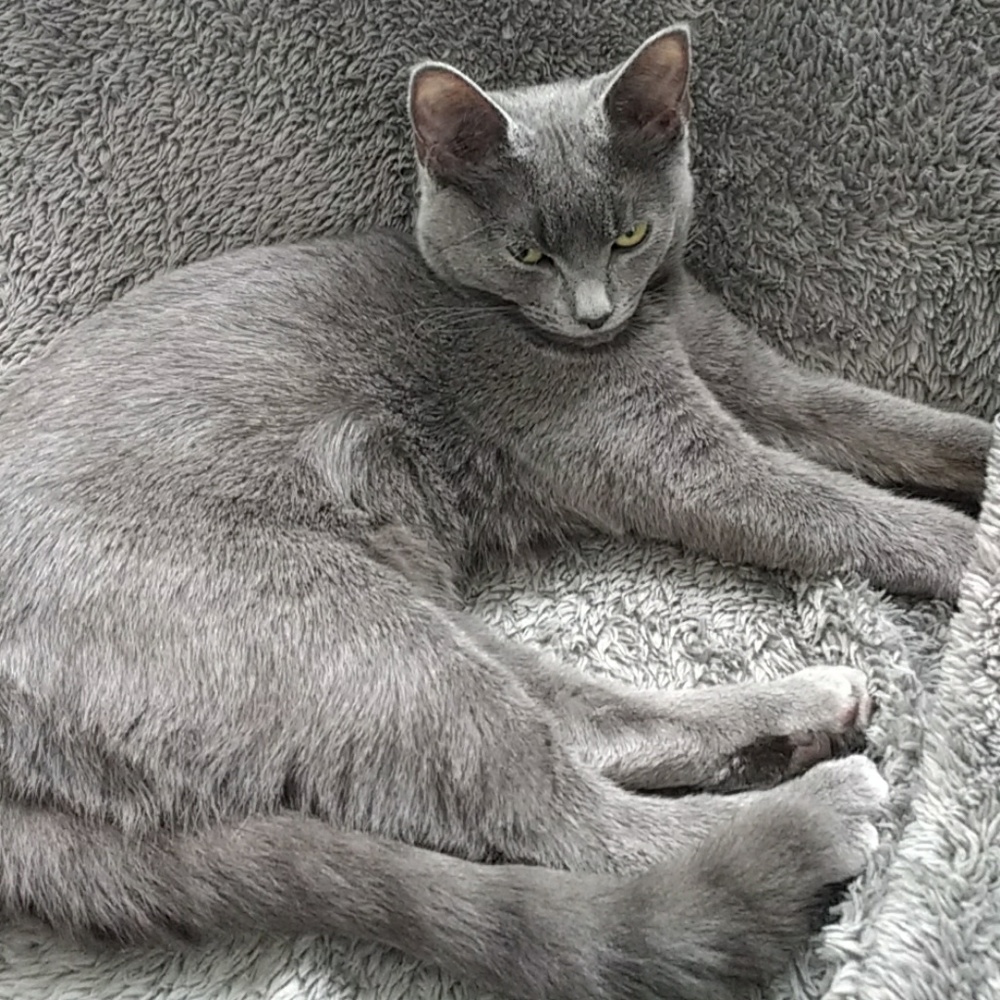 Kitten Closet Clearance!
